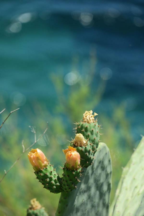 Rocas Roses
